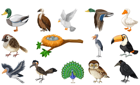 The Crow Class 2 Worksheet English