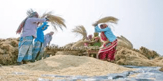 Lakhmir Singh & Manjit Kaur: Crop Production and Management- 2 | Science Class 8