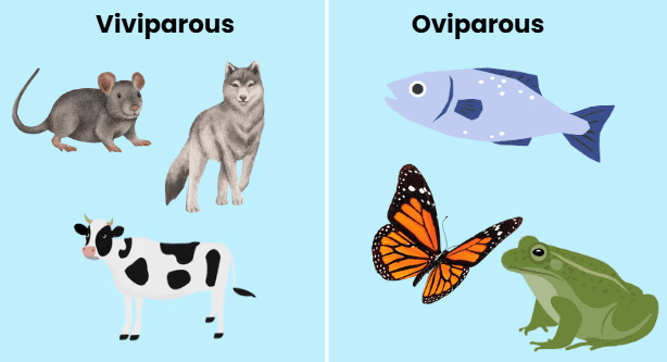 Notes: Animal Kingdom | EVS & Pedagogy Paper 1 for CTET & TET Exams - CTET & State TET