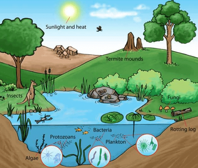 Environment Class 7 Worksheet Geography Chapter 1