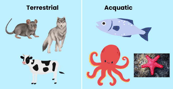 Notes: Animal Kingdom | EVS & Pedagogy Paper 1 for CTET & TET Exams - CTET & State TET