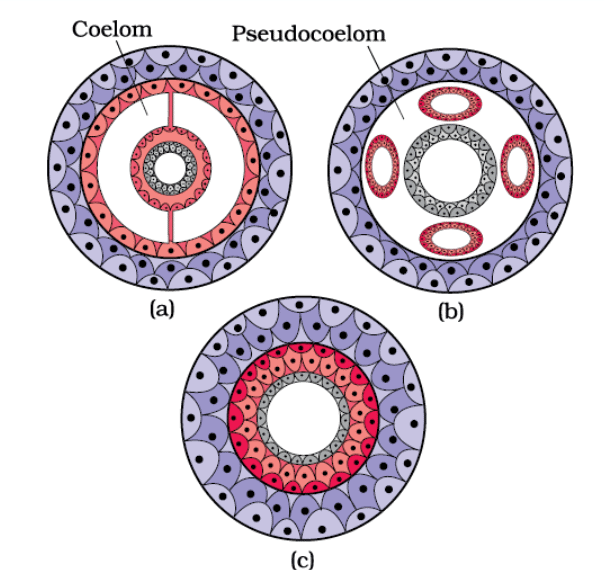 Notes: Living World | Science & Pedagogy Paper 2 for CTET & TET Exams - CTET & State TET