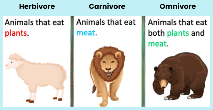 Notes: Animal Kingdom | EVS & Pedagogy Paper 1 for CTET & TET Exams - CTET & State TET