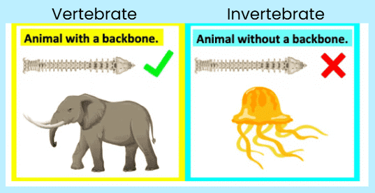 Notes: Animal Kingdom | EVS & Pedagogy Paper 1 for CTET & TET Exams - CTET & State TET