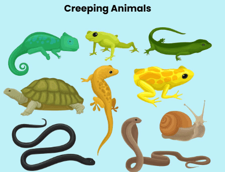 Notes: Animal Kingdom | EVS & Pedagogy Paper 1 for CTET & TET Exams - CTET & State TET