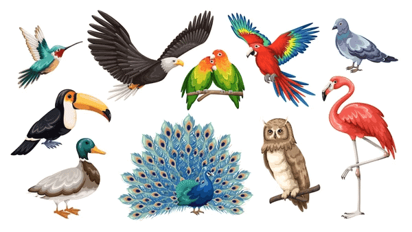 Notes: Animal Kingdom | EVS & Pedagogy Paper 1 for CTET & TET Exams - CTET & State TET