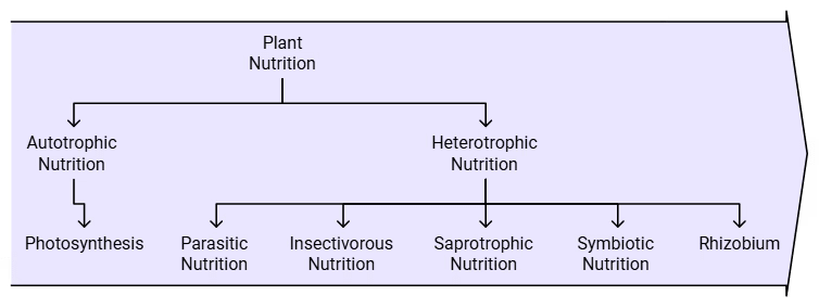Notes: Living World | Science & Pedagogy Paper 2 for CTET & TET Exams - CTET & State TET