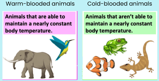 Notes: Animal Kingdom | EVS & Pedagogy Paper 1 for CTET & TET Exams - CTET & State TET
