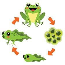Class 5 Science - Animal Life - CBSE Worksheets - 2