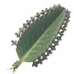 11.1 Asexual Reproduction