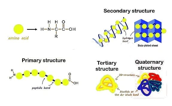5. Various levels of Protein Structure