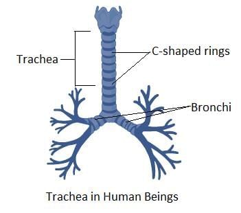 Class 10 Science Chapter 5 Previous Year Questions - Life Processes