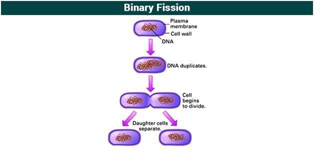 Binary Fission - Class 12