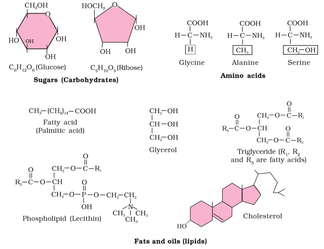 Cheat Sheet : Biomolecules | Biology Class 11 - NEET