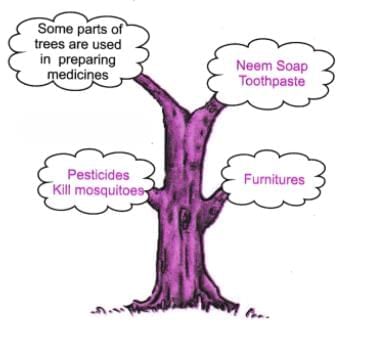 Detailed Summary: Neem Baba | Chapter Notes For Class 6