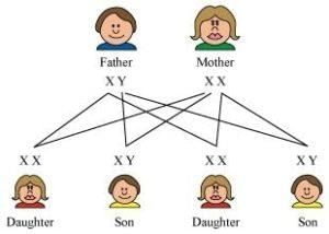 Revision Notes: Genetics - Some Basic Fundamentals | Preparation for EmSAT Grade 10