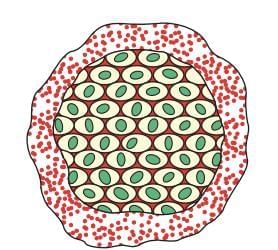Cheat Sheet: How do Organisms Reproduce | Science Class 10