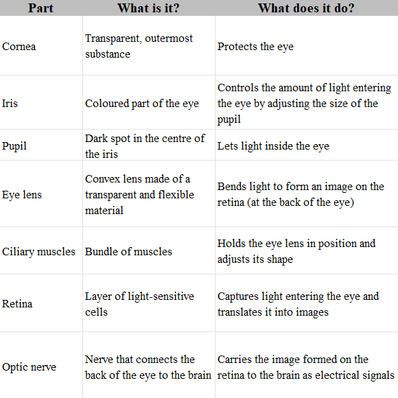 Light Class 8 Notes Science Chapter 13