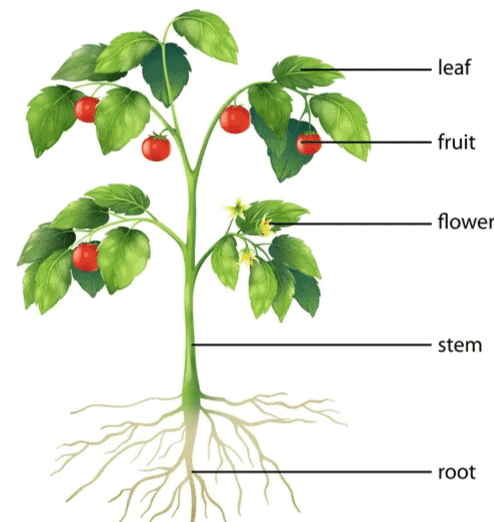 Getting to Know Plants Chapter Notes | EVS Class 3: The World around us (Our Wondrous World)