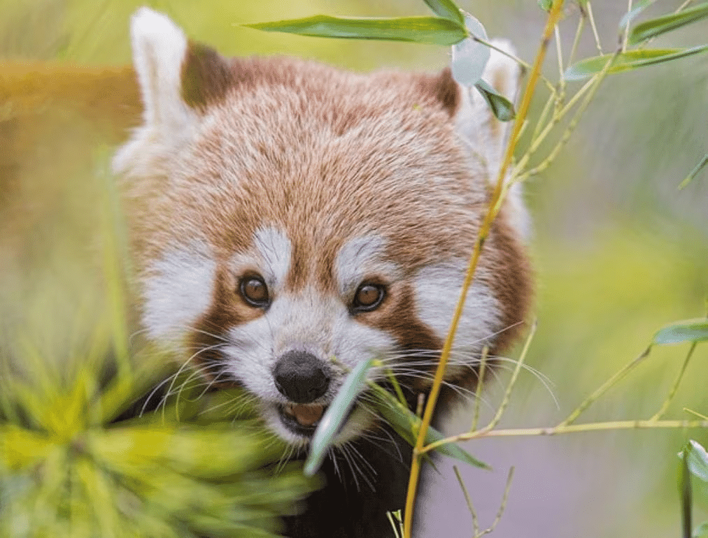 National Parks & Wildlife Sanctuaries in INDIA | General Awareness - Bank Exams