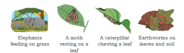 Plants and Animals Live Together Chapter Notes | EVS Class 3: The World around us (Our Wondrous World)