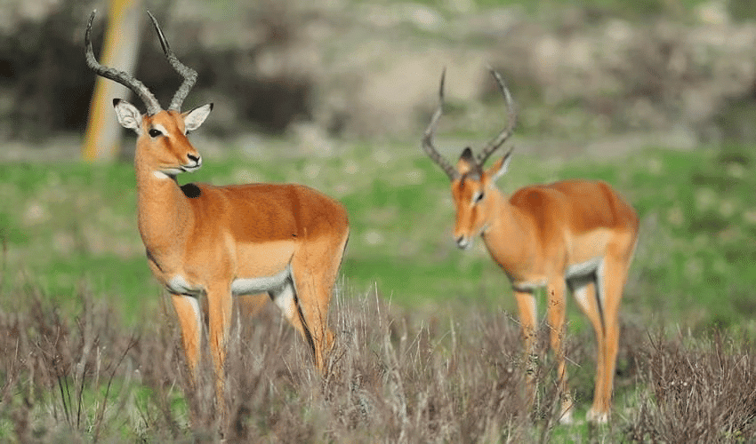 National Parks & Wildlife Sanctuaries in INDIA | General Awareness - Bank Exams