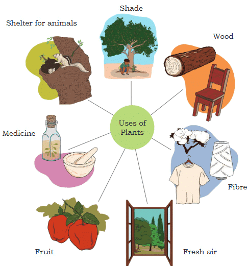 Living in Harmony Chapter Notes | EVS Class 3: The World around us (Our Wondrous World)