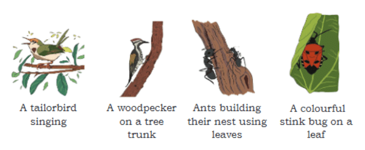 Plants and Animals Live Together Chapter Notes | EVS Class 3: The World around us (Our Wondrous World)