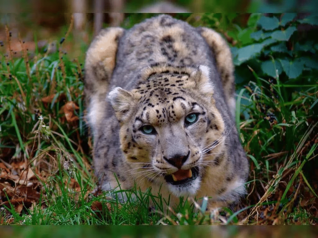 National Parks & Wildlife Sanctuaries in INDIA | General Awareness - Bank Exams