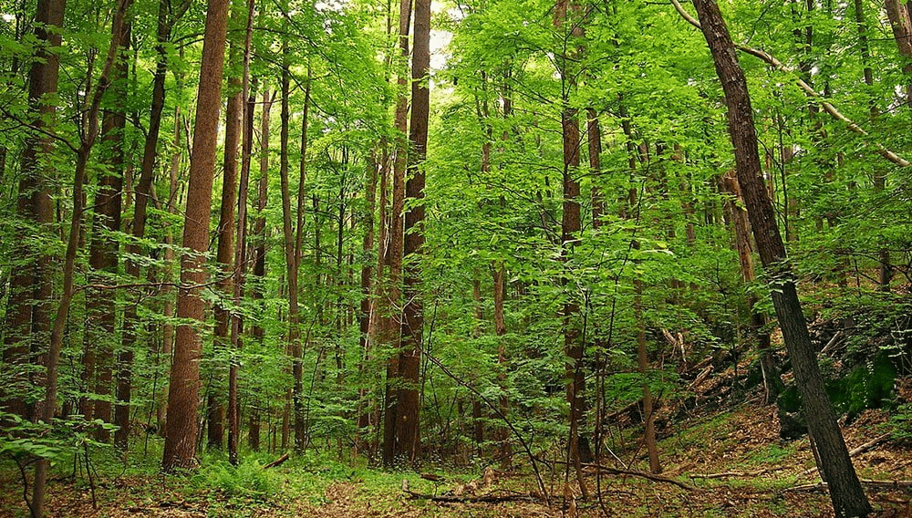 Natural Vegetation & Wildlife - Land, Soil & Water Resources | Social Studies (SST) Class 8