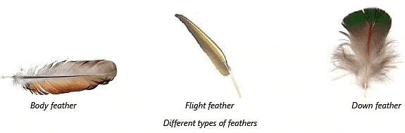 Birds: Food and More Class 3 Notes Science