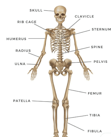 Human Body: Organ Systems Class 3 Notes Science