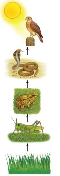NCERT Based Activity: How Nature Works in Harmony | Science Curiosity Class 8 -  New NCERT