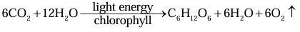 Revision Notes: Photosynthesis - Provider of Food for All | Biology Class 10 ICSE