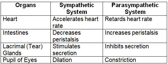Revision Notes: The Nervous System | Biology Class 10 ICSE