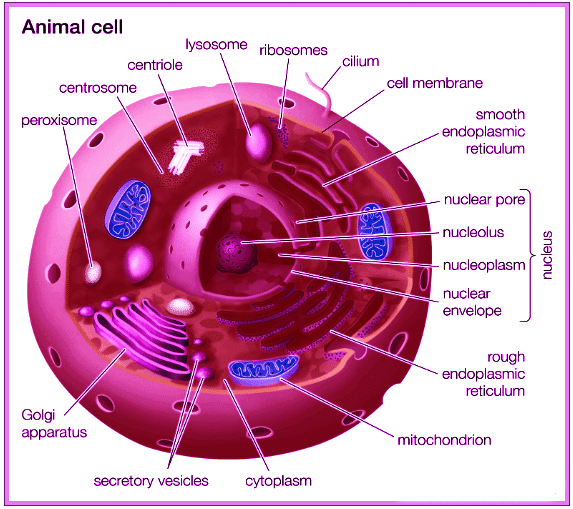 Revision Notes: Cell - The Structural and Functional Unit of Life | Biology Class 10 ICSE