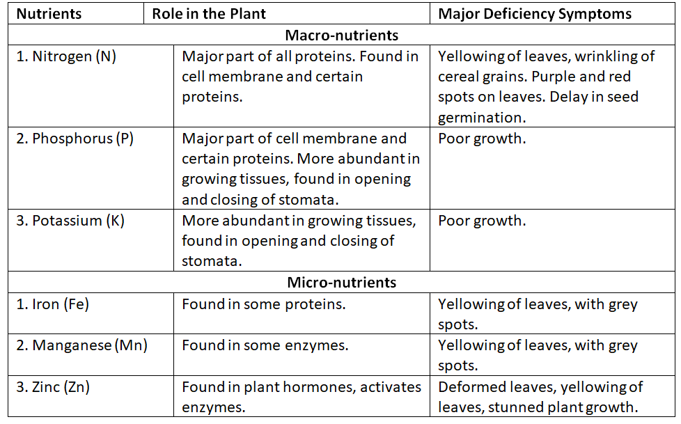 Transportation in Plants Chapter Notes | Biology Class 8 ICSE