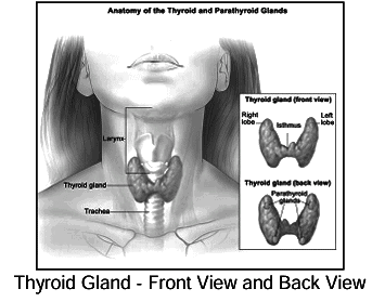 Revision Notes: Endocrine Glands - The Producers of Chemical Messengers | Biology Class 10 ICSE