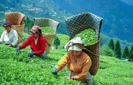 Revision Notes: Agriculture in India II-Cash crops | Geography Class 10 ICSE