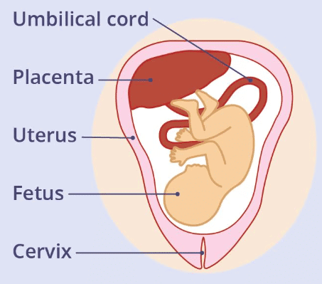 Revision Notes: The Reproductive System | Biology and Biochemistry for MCAT