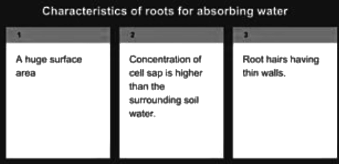 Revision Notes: Absorption by Roots - The Processes Involved | Biology Class 10 ICSE