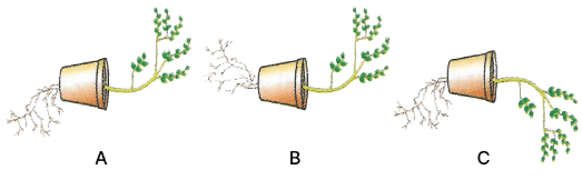 Selina Textbook Solutions: Chemical Coordination in Plants | Biology Class 10 ICSE