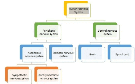 Revision Notes: The Nervous System | Biology Class 10 ICSE