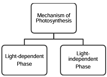 Revision Notes: Photosynthesis - Provider of Food for All | Biology Class 10 ICSE