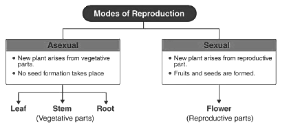 Revision Notes: The Reproductive System | Biology and Biochemistry for MCAT