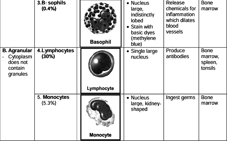 Revision Notes: The Circulatory System | Basic Science for JSS 3