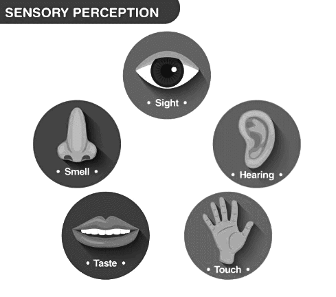 Revision Notes: Sense Organs | Biology for SSS 3