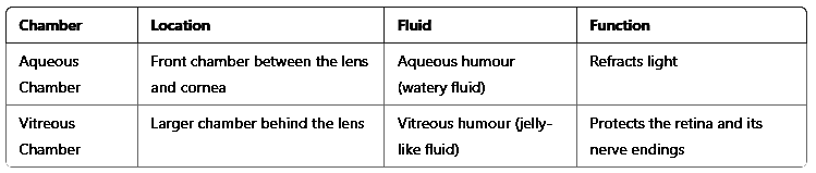 Revision Notes: Sense Organs | Biology for SSS 3