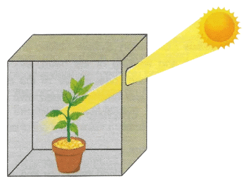 Selina Textbook Solutions: Chemical Coordination in Plants | Biology Class 10 ICSE