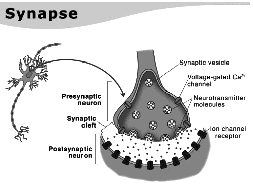 Revision Notes: The Nervous System | Biology Class 10 ICSE